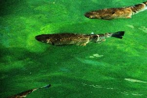 Fish in the Rhein at Schaffhausen, Switzerland, rheinfall, turquoise, green, swiss, swimming, trout, falls, rhine, animal, schaffhausen, wild, fish, river, chub, sunlight, summer, wildlife, waterfall, water, switzerland, scales, clear, sunshine, bright