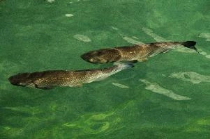 Fish in the Rhein at Schaffhausen, Switzerland, rheinfall, turquoise, green, swiss, swimming, trout, falls, rhine, animal, schaffhausen, wild, fish, river, chub, sunlight, summer, wildlife, waterfall, water, switzerland, scales, clear, sunshine, bright