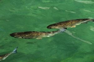 Fish in the Rhein at Schaffhausen. Switzerland, rheinfall, turquoise, green, swiss, swimming, trout, falls, rhine, animal, schaffhausen, wild, fish, river, chub, sunlight, summer, wildlife, waterfall, water, switzerland, scales, clear, sunshine, bright