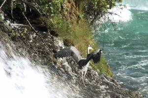 Grey Heron, White Water
Grey Heron, White Water,  grey heron fishing in the turbulent waters of the rhine falls at schaffhausen
