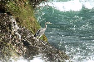 Grey Heron, White Water
Grey Heron, White Water,  grey heron fishing in the turbulent waters of the rhine falls at schaffhausen