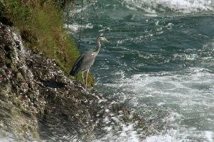 Grey Heron, White Water
Grey Heron, White Water,  grey heron fishing in the turbulent waters of the rhine falls at schaffhausen