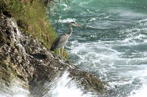Grey Heron, White Water
Grey Heron, White Water,  grey heron fishing in the turbulent waters of the rhine falls at schaffhausen