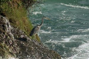 Grey Heron, White Water
Grey Heron, White Water,  grey heron fishing in the turbulent waters of the rhine falls at schaffhausen