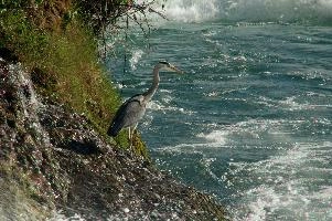 Grey Heron, White Water
Grey Heron, White Water,  grey heron fishing in the turbulent waters of the rhine falls at schaffhausen