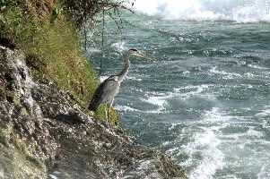 Grey Heron, White Water
Grey Heron, White Water,  grey heron fishing in the turbulent waters of the rhine falls at schaffhausen