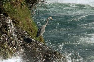 Grey Heron, White Water
Grey Heron, White Water,  grey heron fishing in the turbulent waters of the rhine falls at schaffhausen