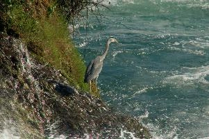 Grey Heron, White Water
Grey Heron, White Water,  grey heron fishing in the turbulent waters of the rhine falls at schaffhausen