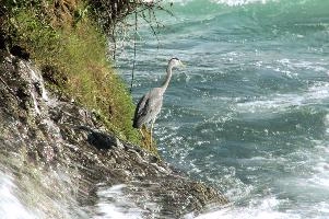 Grey Heron, White Water
Grey Heron, White Water,  grey heron fishing in the turbulent waters of the rhine falls at schaffhausen