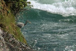 Grey Heron, White Water
Grey Heron, White Water,  grey heron fishing in the turbulent waters of the rhine falls at schaffhausen