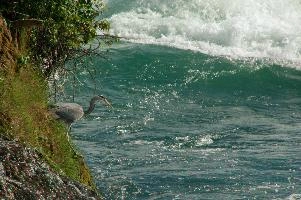 Grey Heron, White Water
Grey Heron, White Water,  grey heron fishing in the turbulent waters of the rhine falls at schaffhausen