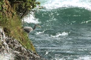 Grey Heron, White Water
Grey Heron, White Water,  grey heron fishing in the turbulent waters of the rhine falls at schaffhausen
