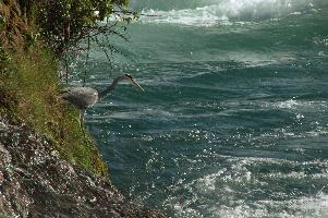 Grey Heron, White Water
Grey Heron, White Water,  grey heron fishing in the turbulent waters of the rhine falls at schaffhausen