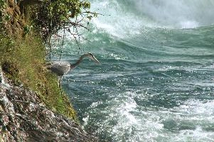 Grey Heron (Ardea cinerea) at the Rhein falls in Schaffhausen, Switzerland,  grey heron fishing in the turbulent waters of the rhine falls at schaffhausen