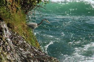 Graureiher,  grey heron fishing in the turbulent waters of the rhine falls at schaffhausen