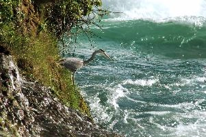 Patience on the Water,  grey heron fishing in the turbulent waters of the rhine falls at schaffhausen