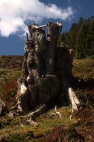 Tree stump on Schoenhalden, Sankt Gallen, schönhalden