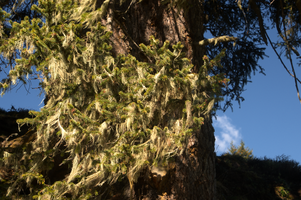 Lichens on tree on Schoenhalden, Sankt Gallen, schönhalden