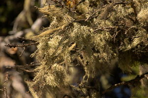 Lichens on tree on Schoenhalden, Sankt Gallen, schönhalden