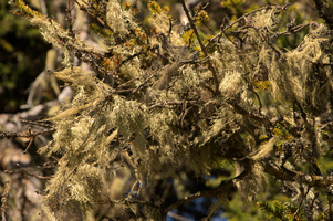 Lichens on tree on Schoenhalden, Sankt Gallen, schönhalden