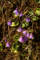 Snowbells (Soldanella) on Schoenhalden, Sankt Gallen, schönhalden