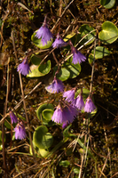 Snowbells (Soldanella) on Schoenhalden, Sankt Gallen, schönhalden