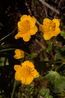 Marsh marigold (Caltha palustris) on Schoenhalden, Sankt Gallen, schönhalden
