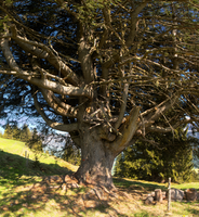 Veteran tree on Schoenhalden, Sankt Gallen, schönhalden