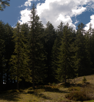 Pines on Schoenhalden, Sankt Gallen, schönhalden