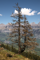 Dead pine on Schoenhalden, Sankt Gallen, schönhalden