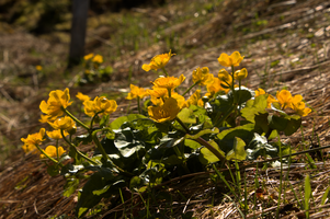 Marsh marigold (Caltha palustris) on Schoenhalden, Sankt Gallen, schönhalden