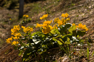 Marsh marigold (Caltha palustris) on Schoenhalden, Sankt Gallen, schönhalden