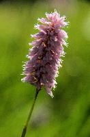 Pink Meadow Flower, spluegen, switzerland, pasture, graubünden, flower, genus, meadow, herbaceous, graubuenden, rural, swiss, field, schweiz, plant, meadow, alpine, pink, grisons, smartweed, polygonaceae, knotweed family, flowering, mountains, pink, persicaria, rural, knotweed, plant