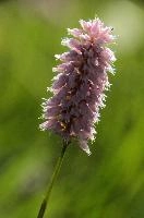 Pink Meadow Flower, spluegen, switzerland, pasture, graubünden, flower, genus, meadow, herbaceous, graubuenden, rural, swiss, field, schweiz, plant, meadow, alpine, pink, grisons, smartweed, polygonaceae, knotweed family, flowering, mountains, pink, persicaria, rural, knotweed, plant