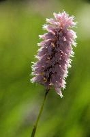 Pink Meadow Flower, spluegen, switzerland, pasture, graubünden, flower, genus, meadow, herbaceous, graubuenden, rural, swiss, field, schweiz, plant, meadow, alpine, pink, grisons, smartweed, polygonaceae, knotweed family, flowering, mountains, pink, persicaria, rural, knotweed, plant