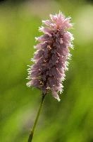 Pink Meadow Flower, spluegen, switzerland, pasture, graubünden, flower, genus, meadow, herbaceous, graubuenden, rural, swiss, field, schweiz, plant, meadow, alpine, pink, grisons, smartweed, polygonaceae, knotweed family, flowering, mountains, pink, persicaria, rural, knotweed, plant