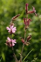 Rosebay Willow Herb, alpine, swiss, mountains, pink, bloom, campion, wildflower, spluegen, grisons, botany, graubuenden, blossom, flora, meadow, wiold, rural, bright, red, pollination, native, switzerland, graubünden, plant, flower, dioica, silene