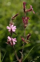 Red Campion, spluegen, switzerland, graubünden, campion, dioica, meadow, bloom, graubuenden, swiss, schweiz, catchfly, meadow, alpine, flower, grisons, botany, wildflower, wild, blossom, mountains, pink, silene, rural, flora, native