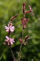 Red Campion, spluegen, switzerland, graubünden, campion, dioica, meadow, bloom, graubuenden, swiss, schweiz, catchfly, meadow, alpine, flower, grisons, botany, wildflower, wild, blossom, mountains, pink, silene, rural, flora, native