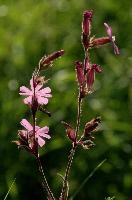Red Campion, spluegen, switzerland, graubünden, campion, dioica, meadow, bloom, graubuenden, swiss, schweiz, catchfly, meadow, alpine, flower, grisons, botany, wildflower, wild, blossom, mountains, pink, silene, rural, flora, native