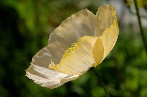 Poppy in Davos, flower, grisons, border, switzerland, alpine, pollination, graubünden, stamens, spluegen, garden, rural, herbaceous, graubuenden, perennial, ornamental, poppy, petals, plant, translucent, yellow, white, cultivated, swiss, mountains, blossom, bloom, pale, cream