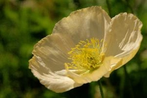 Spluegen, flower, grisons, border, switzerland, alpine, pollination, graubünden, stamens, spluegen, garden, rural, herbaceous, graubuenden, perennial, ornamental, poppy, petals, plant, translucent, yellow, white, cultivated, swiss, mountains, blossom, bloom, pale, cream