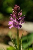 Orchid, Spluegen, orchid, swiss, mountains, graubünden, blossom, orchis, pasture, spluegen, grisons, summer, graubuenden, pollination, field, flower, meadow, rural, mauve, spotted, dactylorhiza, grazing, switzerland, alpine, bloom, plant, purple, orchid