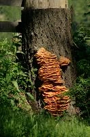 Bracket Fungus, spluegen, mountains, graubünden, tree, wood, bracket, graubuenden, switzerland, schweiz, decay, fungus, swiss, brown, bracts, decomposition, alpine, stump, rural, grisons, orange, tiers