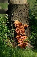 Bracket Fungus, spluegen, mountains, graubünden, tree, wood, bracket, graubuenden, switzerland, schweiz, decay, fungus, swiss, brown, bracts, decomposition, alpine, stump, rural, grisons, orange, tiers