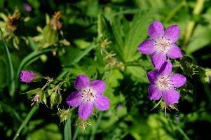 Cranesbill, Spluegen, flower, switzerland, native, alpine, cranesbill, bloom, purple, wild, spluegen, pink, swiss, botany, graubuenden, blossom, flora, mauve, cranesbill, grisons, wood, woodland, pollination, wildflower, mountains, graubünden, plant, rural, sylvaticum, geranium