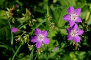 Cranesbill, Spluegen, flower, switzerland, native, alpine, cranesbill, bloom, purple, wild, spluegen, pink, swiss, botany, graubuenden, blossom, flora, mauve, cranesbill, grisons, wood, woodland, pollination, wildflower, mountains, graubünden, plant, rural, sylvaticum, geranium