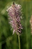 Plantain, Spluegen, plantain, sunlight, swiss, outdoors, mountains, white, graubünden, bloom, stalk, meadow, purple, spluegen, sunshine, grisons, flowering, graubuenden, blossom, pink, pink, fleawort, rural, grazing, plantago, pollination, mauve, switzerland, stamens, alpine, plant, flower, pasture, field