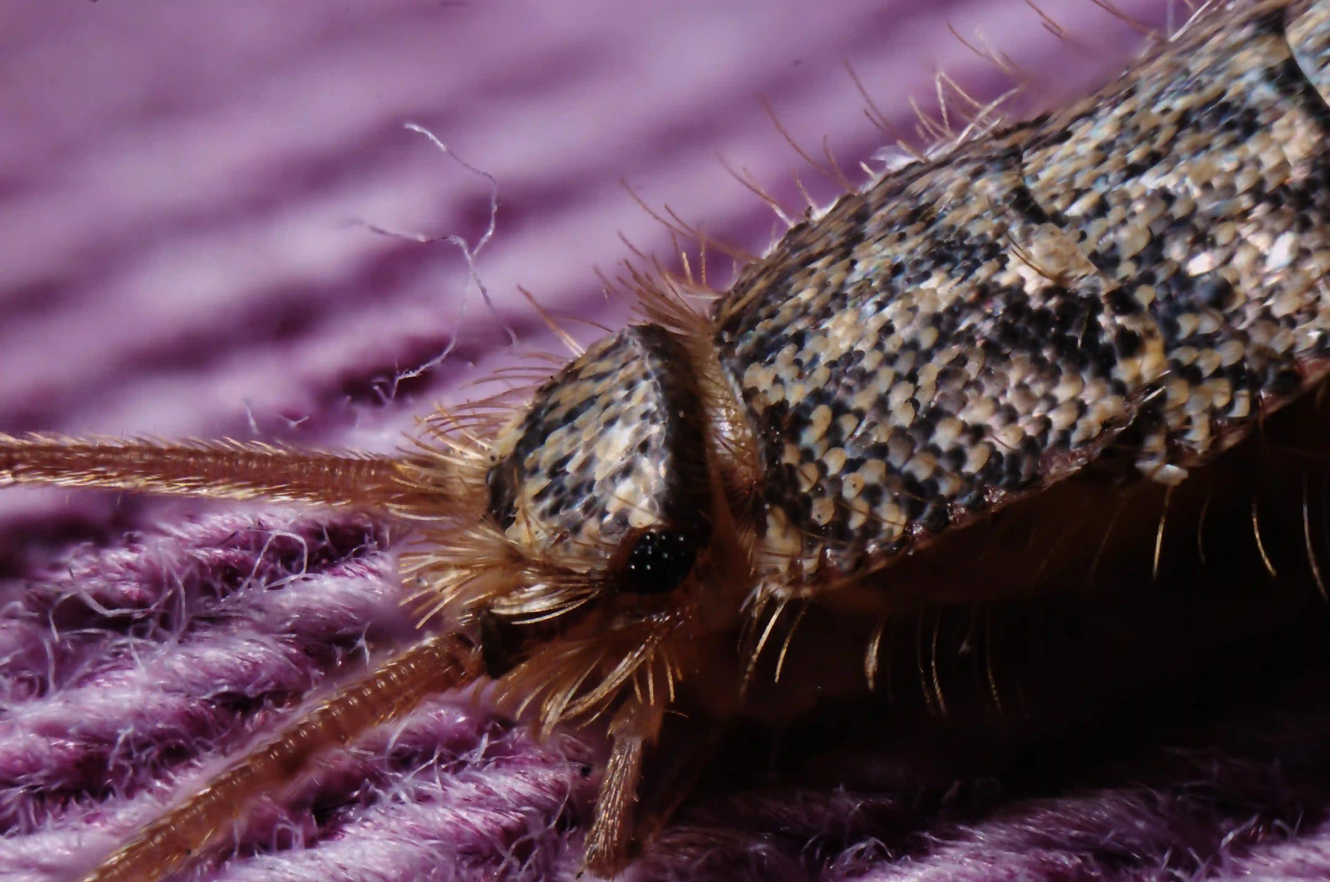 Silverfish, dff, image-stacking, silverfish, lepisma, saccharinum, eye, compound, scales, antennae, insect, arthropod, bristles, animal