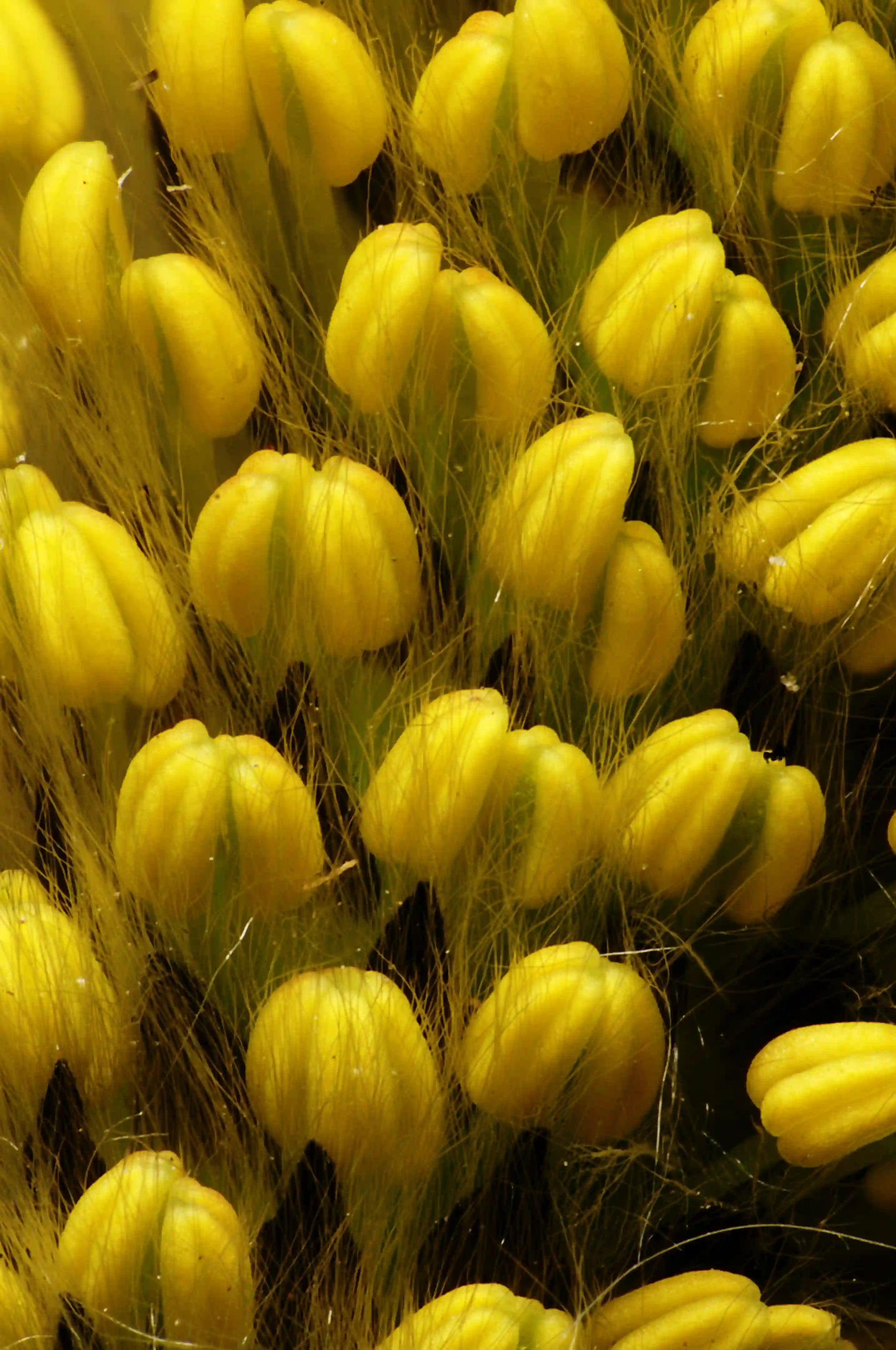 Close-up of pussy willow (Salix sp.) catkin showing stamens, catkin, plant, shrub, pussy, willow, yellow, pollination, stamens, reproduction, grooves, hairs, regular